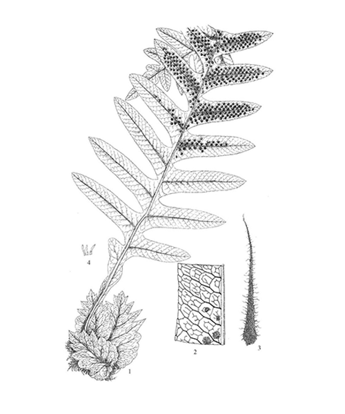 Natural compounds from  Drynaria roosii